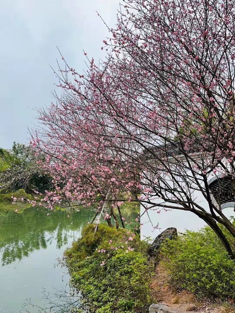 花开元霄正是時（图8）