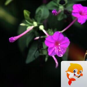 乐逍遥【美摄视界】