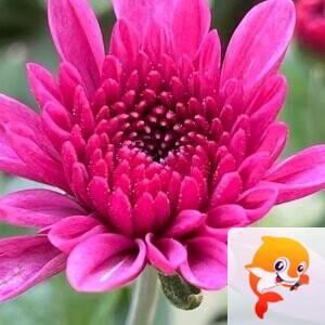 ල᭄醉清风এꦿ᭄࿐