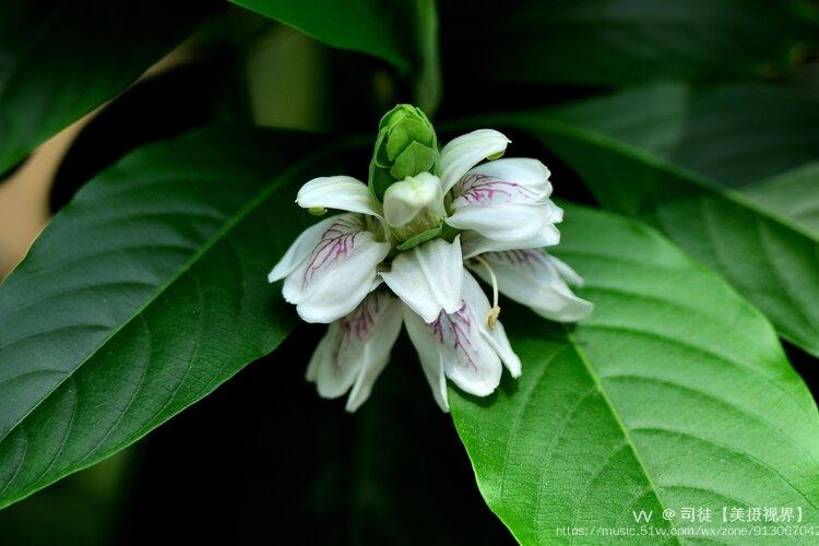 首发鸭嘴花