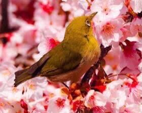 春来花正红（图2）