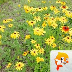 海阔天空  【文声汇影】