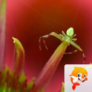 北京黄爷【美摄视界】