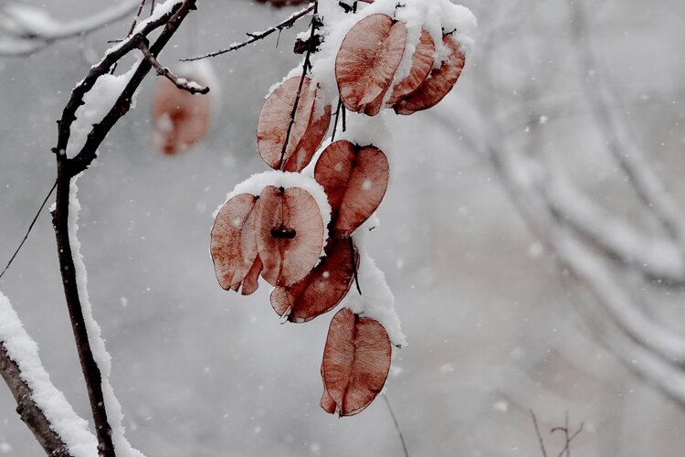 雪中的枯叶