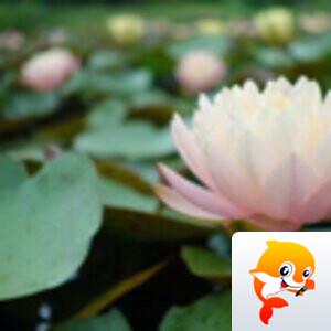诗情画意