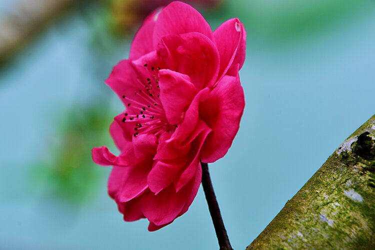 桃红（图13）