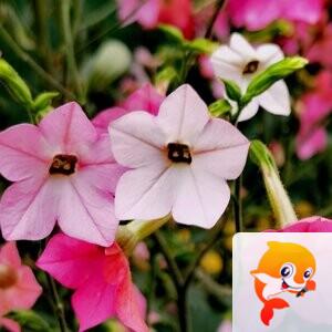 老黄【美摄视界】
