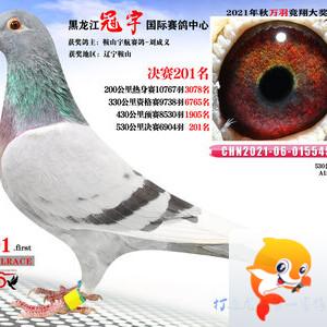 龙哥