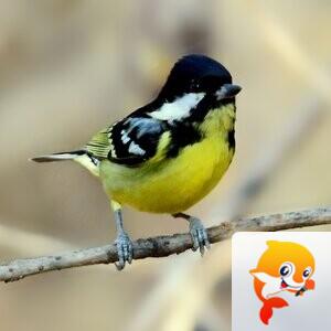 江晓波[美摄视界]