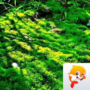 娟子【朗诵专区】