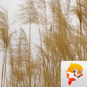 ོꦿ҉✿糖 糖࿐