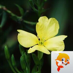 ❧白莎【爱花家园】