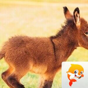 平安扣：文声汇影