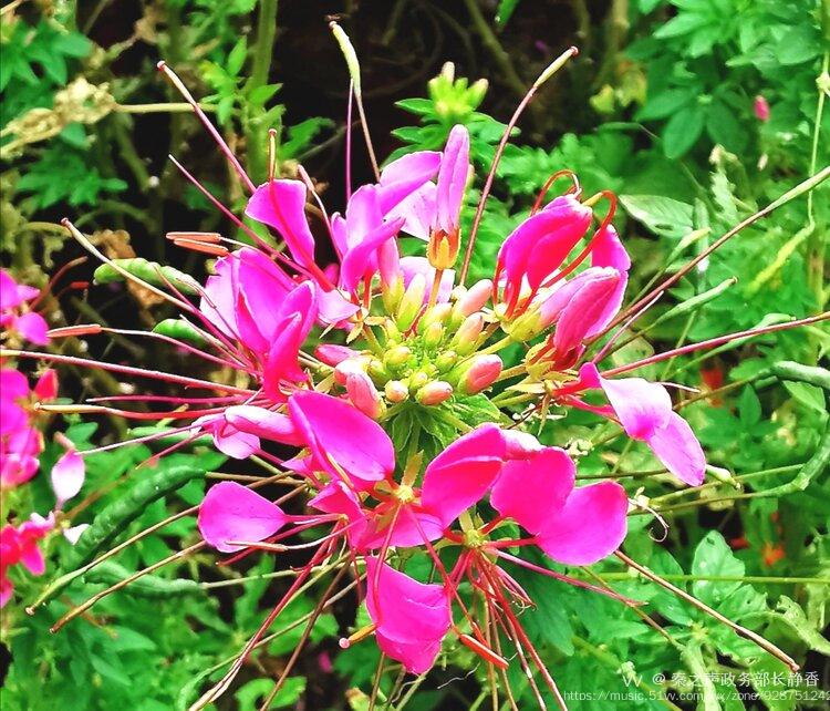 醉蝶花的花语和象征代表意义:神秘.