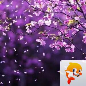 玲玲