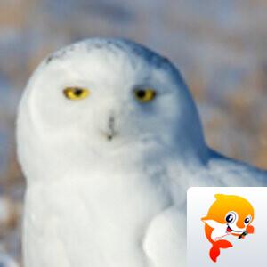 王振华