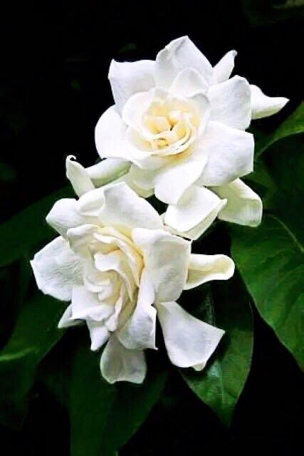 咏栀子花（图6）