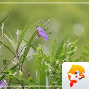 芳草地【美摄视界】