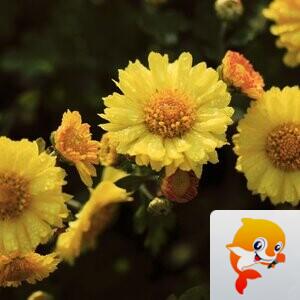 秀水涟漪【爱花家园】