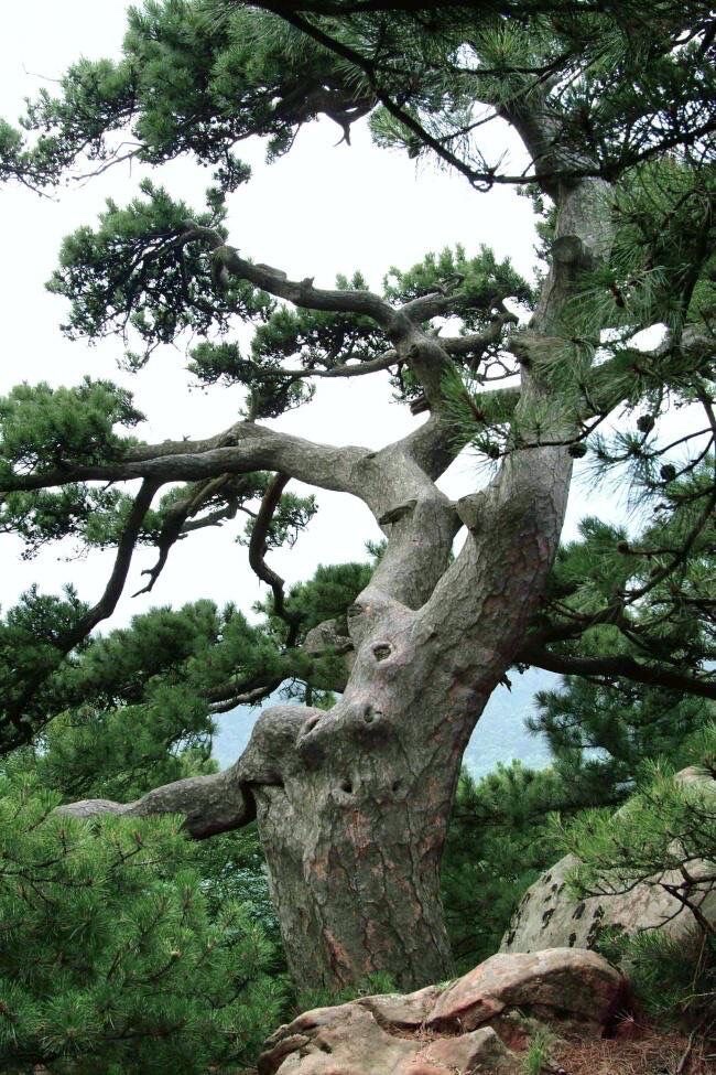十六字令.松（图9）