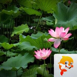 风轻云淡(谈)【美摄视界】