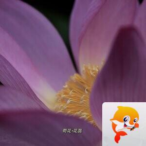 小李李【美摄视界】