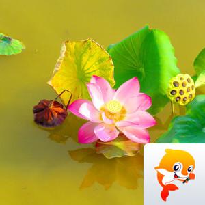一片冰心