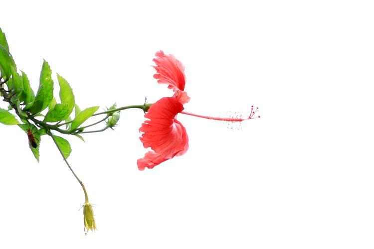 扶桑花