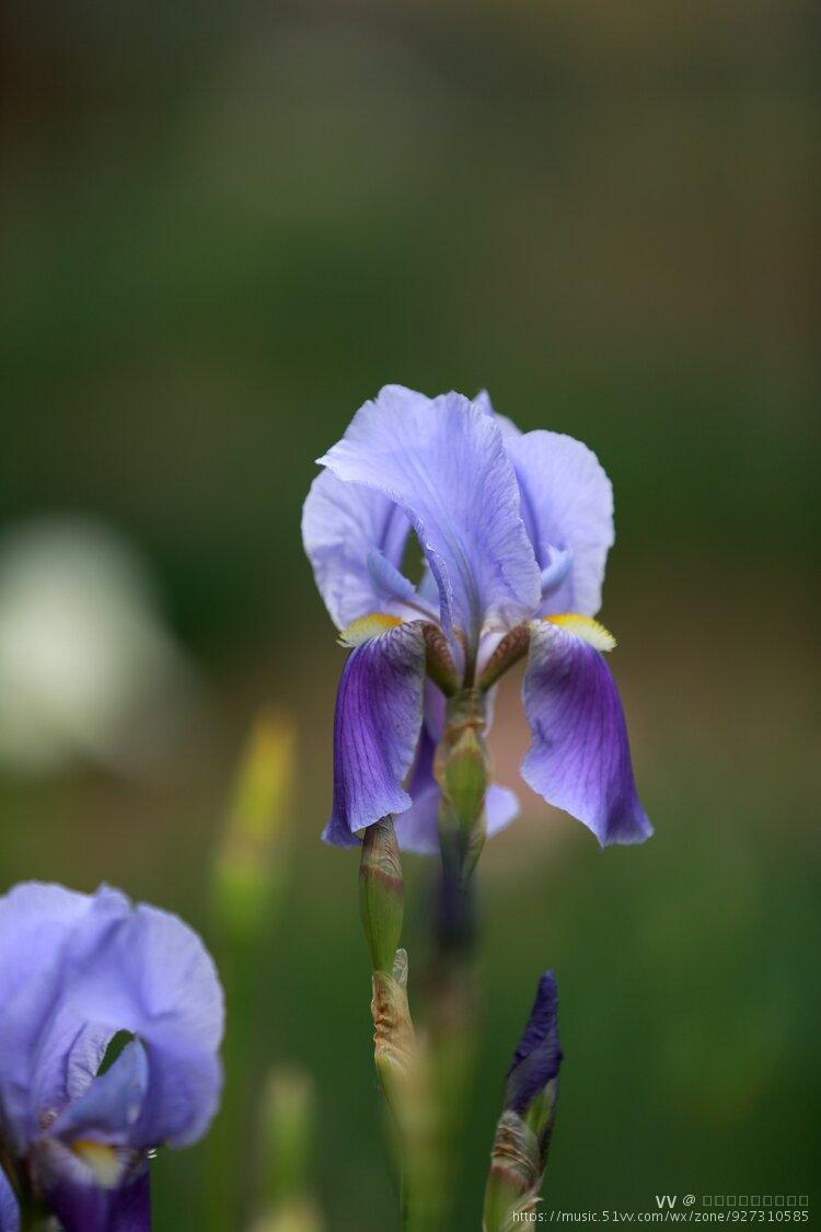 首发鸢尾花