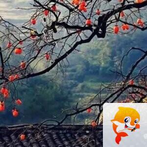 闫歌