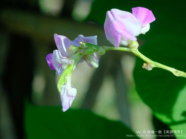 鹅眉豆紫色小花