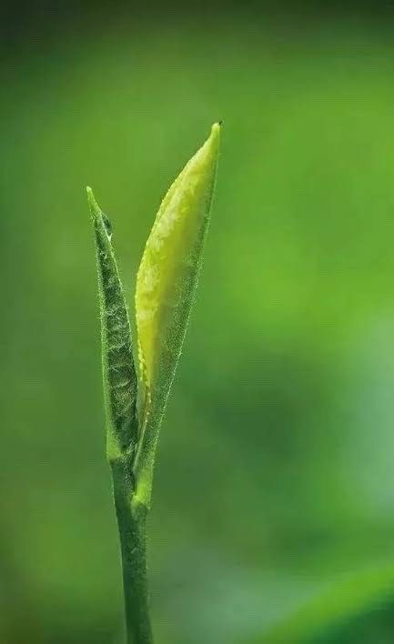 春（图5）