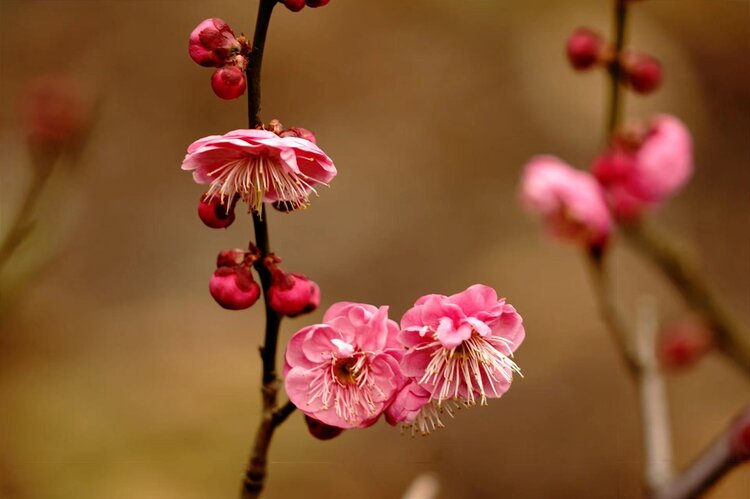 春梅（图5）