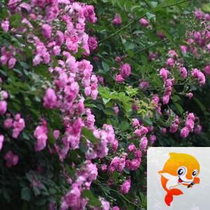 曾经🎤V娱热点