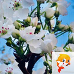 闻砚堂主