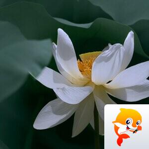 玉落ོ凡尘༼【半卷江南】
