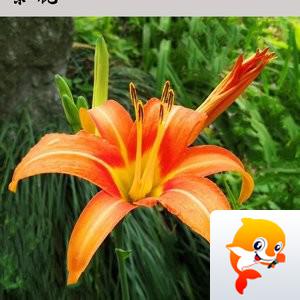 阿拉【爱花家园】