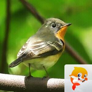 游侠拍客【美摄视界】