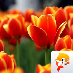 木林【兰亭雅韵】