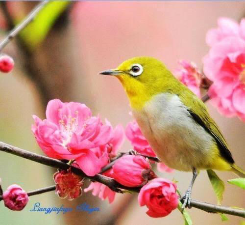 春来花正红（图5）