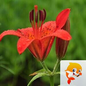 苏菲航