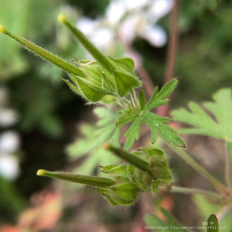 花,老贯草,天罡草,五叶联,破铜钱,老鸹筋,贯筋,五齿粑,老鸹嘴,鹌子嘴