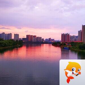 向日葵