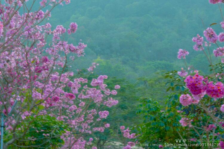 冬日里的紫色风铃花