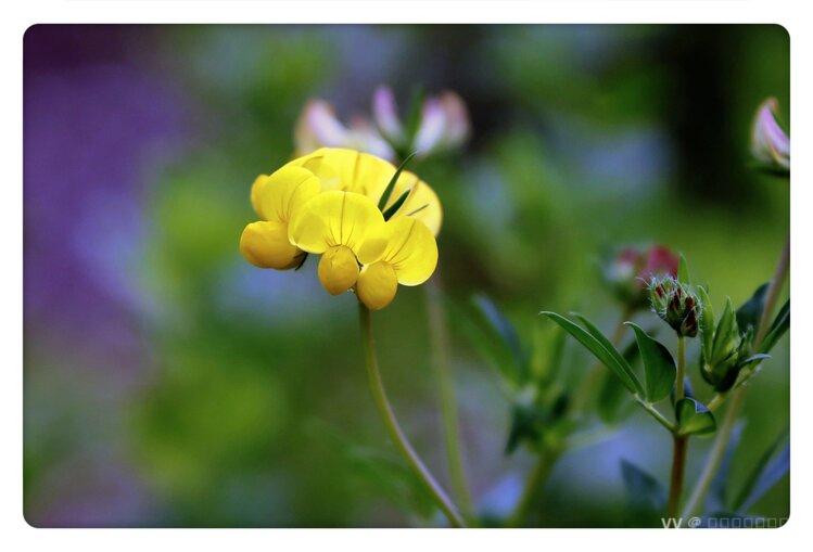 牛角花花语 重逢牛角花,亦称百脉根.豆科多年生铺散草本植物.