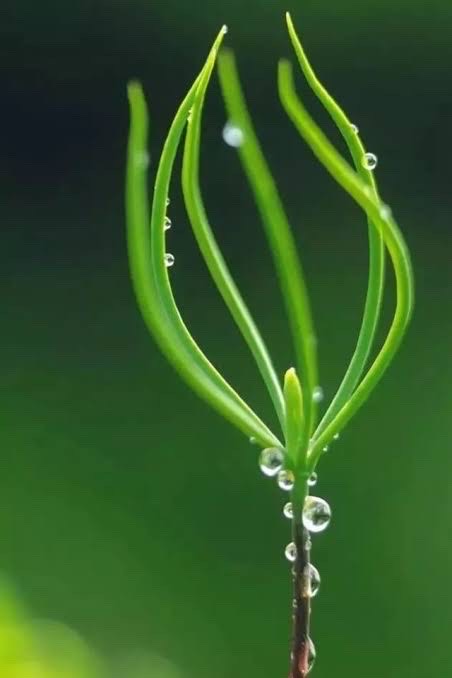春（图6）