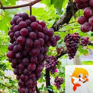 胡族梅梅