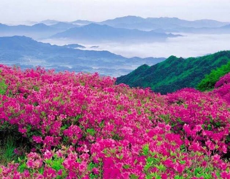 杜鹃花开（图6）