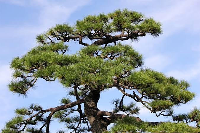 十六字令.松（图5）