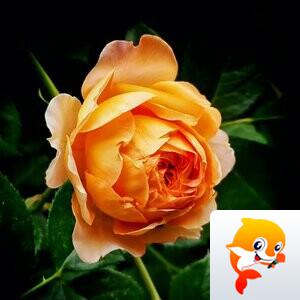 এFannyོꦿ【爱花家园】